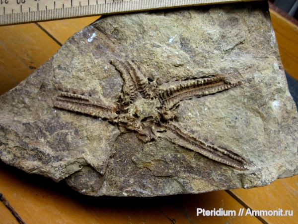 иглокожие, пермь, артинский ярус, нижняя пермь, Asteroidea, шалинская свита, ст. Шаля