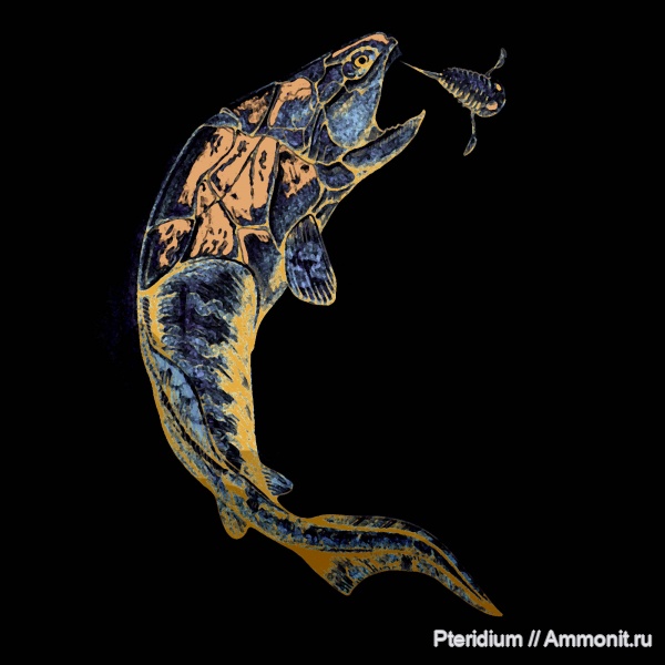 девон, плакодермы, панцирные рыбы, Placoderma, Coccosteus