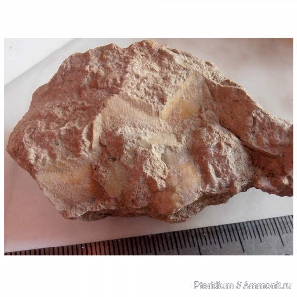 ордовик, Ленинградская область, Echinodermata