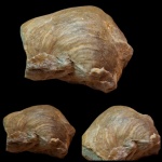 Брахиопода Striatifera