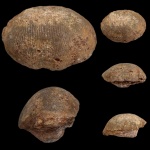 Брахиопода Semiplanus