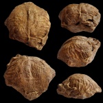 Брахиопода Striatifera magna