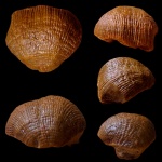 Admoskovia