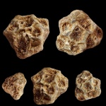 Actinocyathus