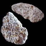 Коралл ivanovia sp. Коралл ivanovia sp.