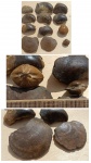 брахиоподы  и  гастроподы