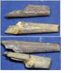 Rhamphoichthys № 3 и 4