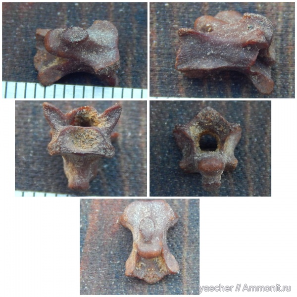 сеноман, Тамбовская область, Dolichosauridae