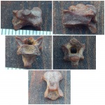 Dolichosauridae