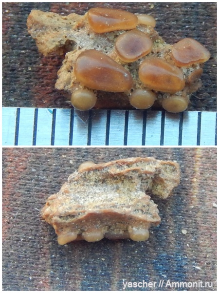 сеноман, Pycnodus, Pycnodontiformes, Тамбовская область
