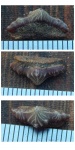 Polyacrodus