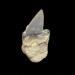 Pseudocorax affinis
