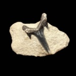 Palaeohypotodus bronni