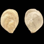 Acutostrea unicella