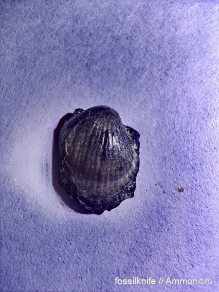 пермь, brachiopoda, Краснодарский край, Globiella, Linoproductidae