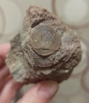 Pseudocrania petropolitana