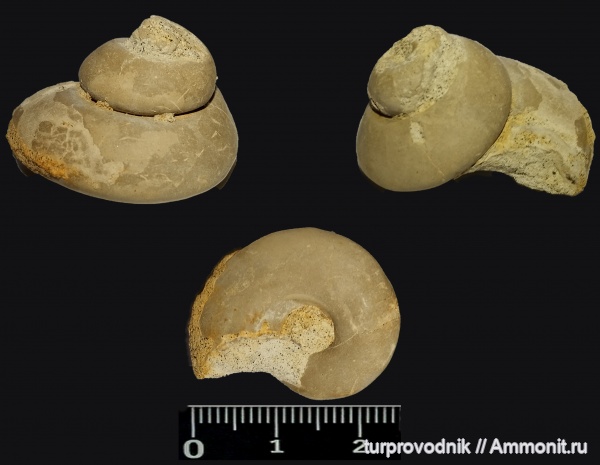 гастроподы, Крым, Amaurotoma, Gastropoda, Белая Скала, Trochonematiedae