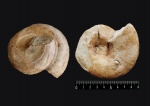 Gastropoda. Белая скала.