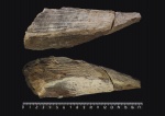 Pinna suprajurensis (Пинна Верхнеюрская)