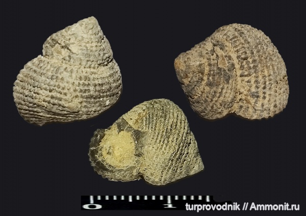 гастроподы, моллюски, брюхоногие моллюски, Крым, Gastropoda, Судак