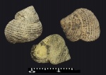 Gastropoda