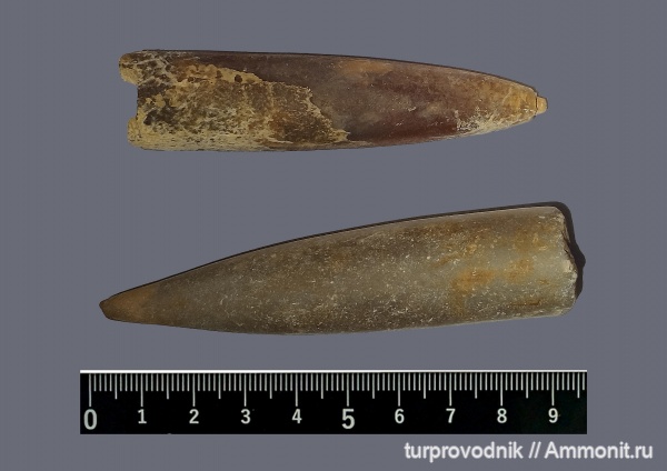 белемниты, головоногие моллюски, Belemnitida, Оренбург