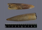 Белемнит Belemnitida