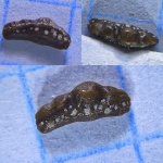Mesodmodus sp.