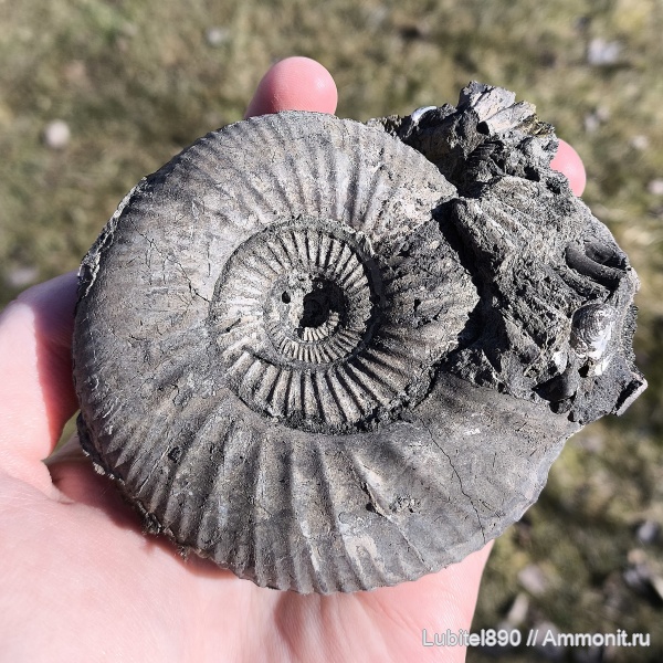 аммониты, Москва, Dorsoplanites, волжский ярус, Dorsoplanites panderi, зона Dorsoplanites panderi