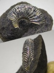 Фосфоритовый Amoeboceras leucum? Фосфоритовый Amoeboceras leucum?