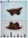 зуб Phoebodus sp.
