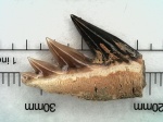 Notidanodon