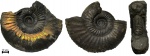 Dorsoplanites panderi Dorsoplanites panderi