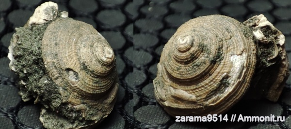 гастроподы, юра, Фили, мезозой, Bathrotomaria, Bathrotomaria reticulata, Jurassic