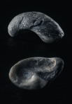 Gryphaea