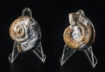 гастропода Omphalotrochus