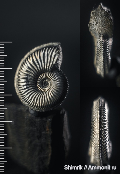 аммониты, Amoeboceras