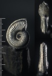 Amoeboceras