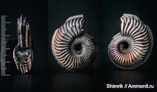 аммониты, Amoeboceras, Amoeboceras alternoides, Cardioceratidae