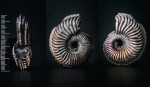 Amoeboceras