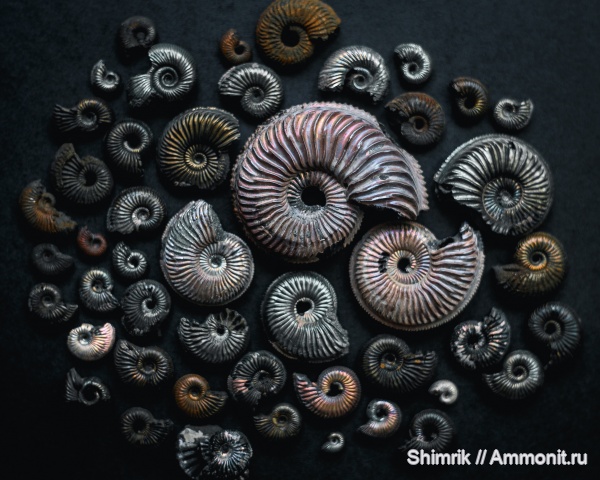 аммониты, Amoeboceras, Perisphinctidae