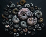 Amoeboceras-ы и немного Perisphinctidae
