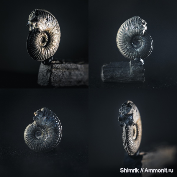 аммониты, Amoeboceras, Amoeboceras serratum, Cardioceratidae