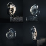Amoeboceras из Москвы