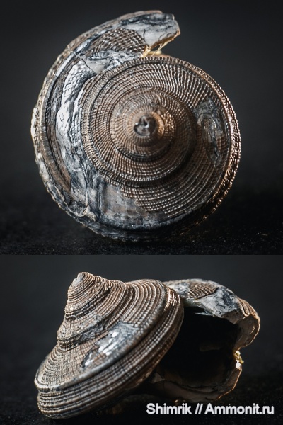 гастроподы, Bathrotomaria, Bathrotomaria reticulata