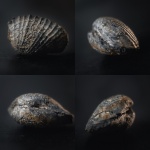 Pholadomya oviformis