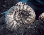 Гигант Erymnoceras из Михайлова
