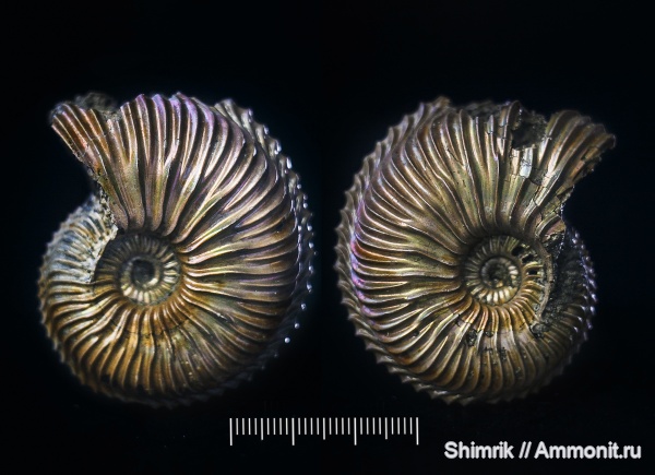 аммониты, юра, Михайлов, Cardioceras, Cardioceratidae