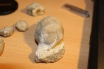 Illaenus