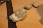 Asaphus